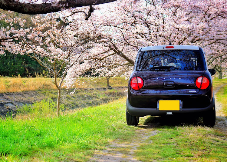 アルトラパンの桜・さくらぱん・ラパン・伊賀に関するカスタム事例の投稿画像1枚目