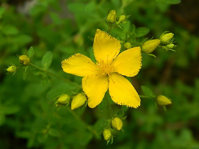 Perforate St John's-wort (βαλσαμόχορτο)