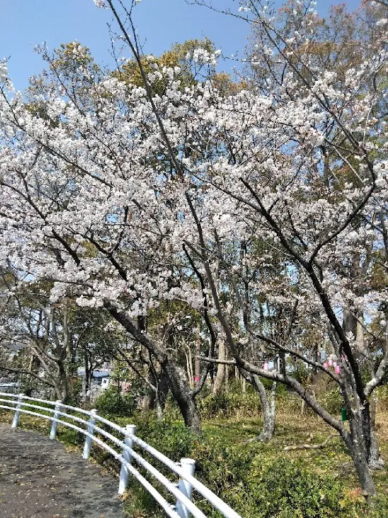 「桜」のメインビジュアル