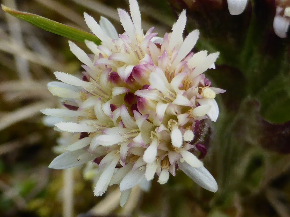 Arctic Sweet Coltsfoot