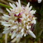 Arctic Sweet Coltsfoot