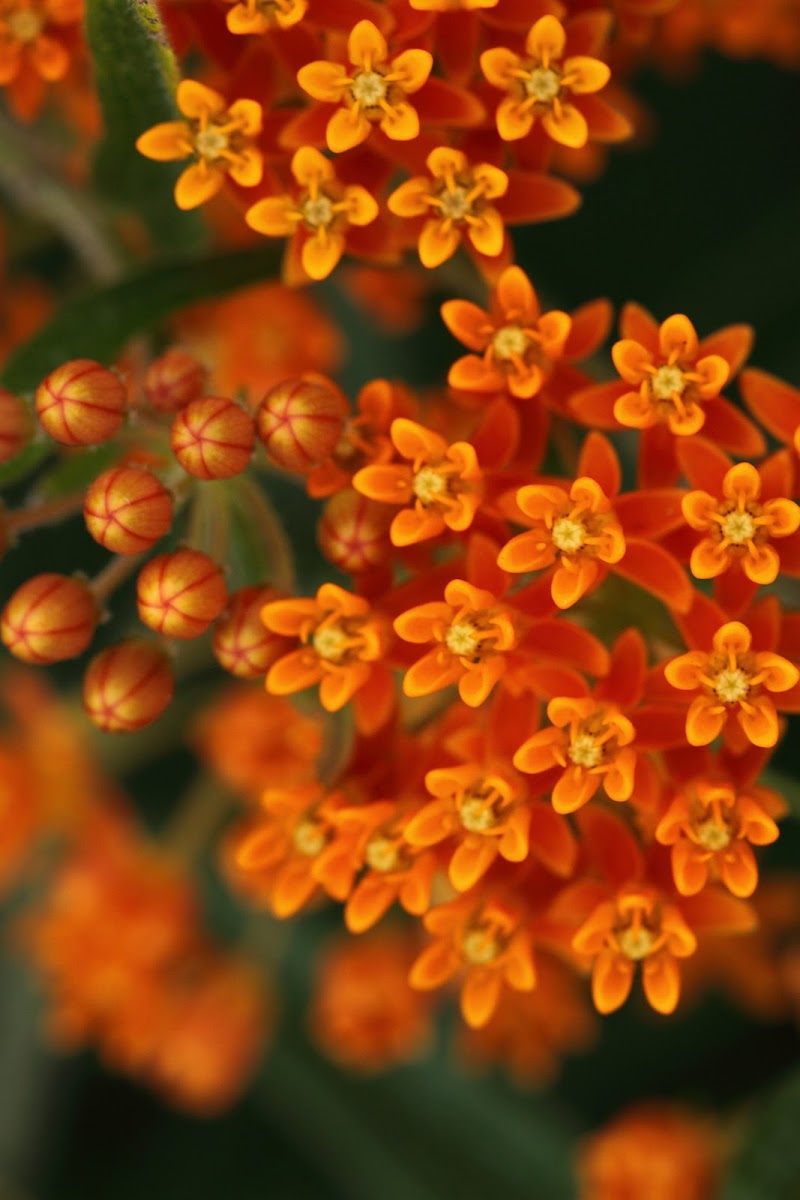 Butterfly Milkweed