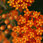 Butterfly Milkweed