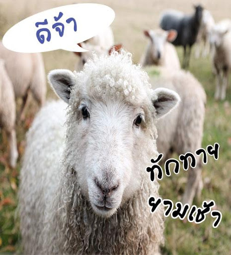 สวัสดียามเช้า สวัสดีตามวัน แอปใหม่ล่าสุด