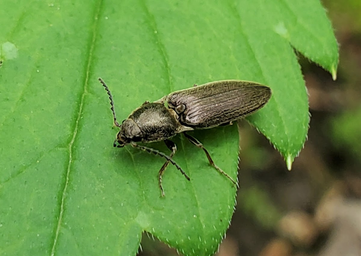 Click Beetle