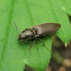 Click Beetle