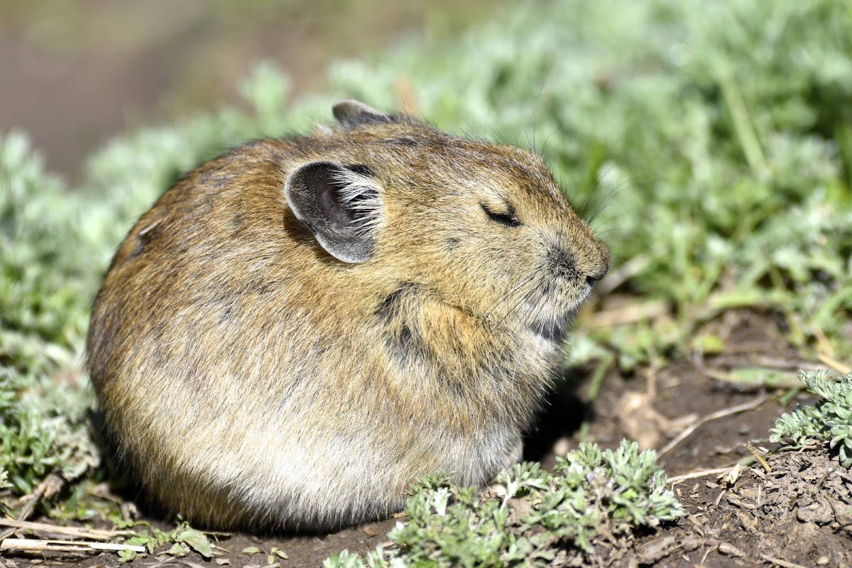 Alpine pika