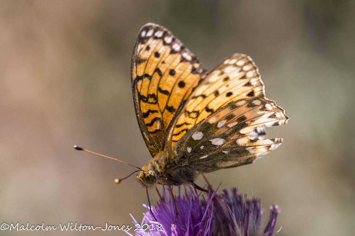 Dark Green Fritillary