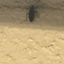 Boxelder Bug