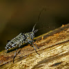 Rhytiphora Longhorn