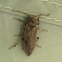 False Click Beetle