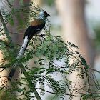 White bellied treepie