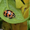 Six-spotted Zigzag Ladybird Beetle