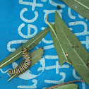 Monarch caterpillars and mama