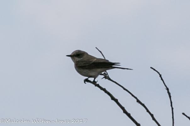 Wheatear or Warbler?