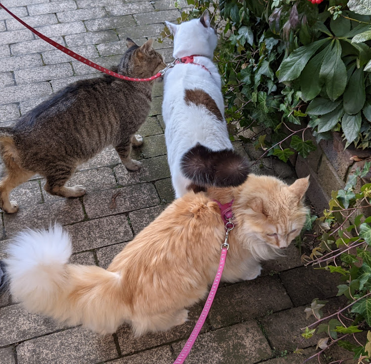 ゴルフ7のお買い物🛒𓈒𓂂𓏸・😸さんのお散歩・オミクロン株に注意に関するカスタム事例の投稿画像2枚目