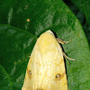 Xanthodes moth