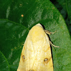 Xanthodes moth