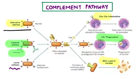 COMPLEMENT PATHWAY 