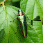 Jewel Beetle