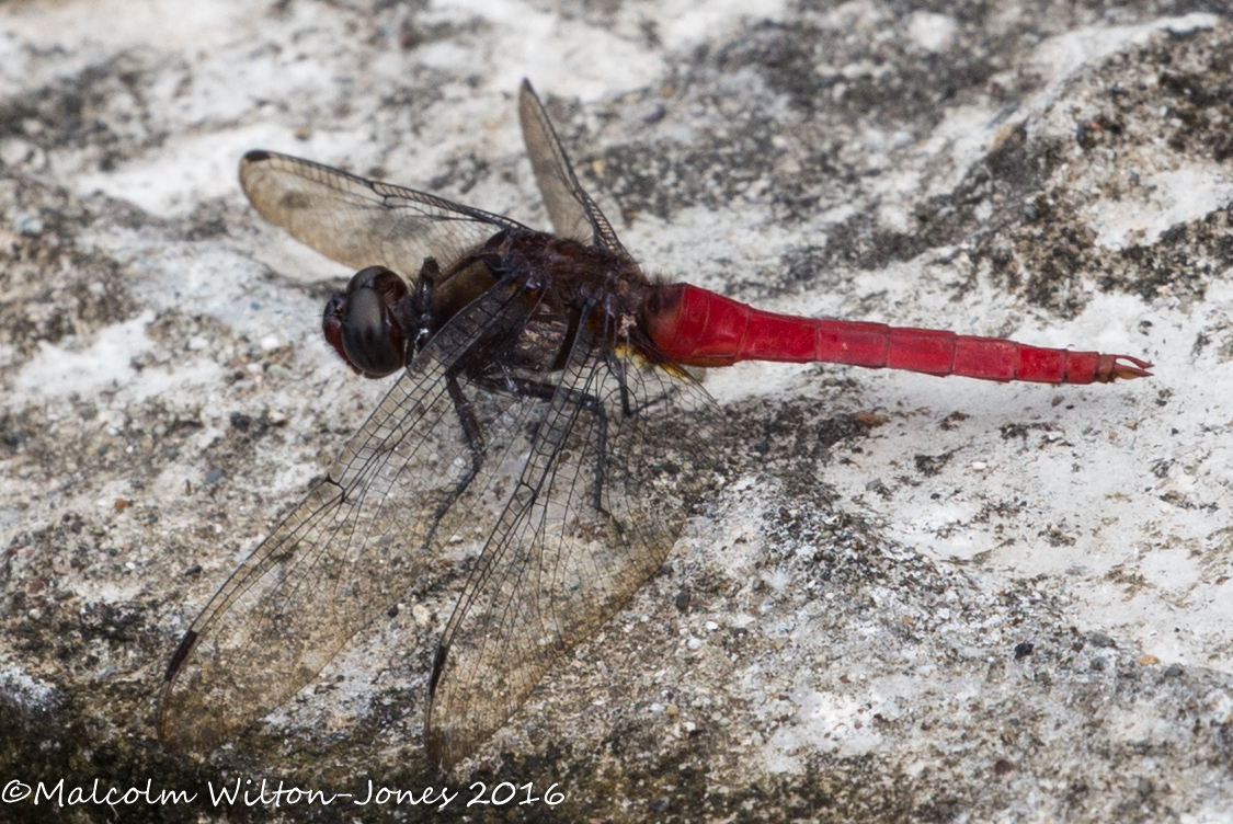 Red dragonfly