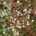 Rueleaf Saxifrage