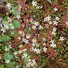 Rueleaf Saxifrage