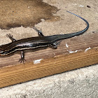 Five Lined Skink