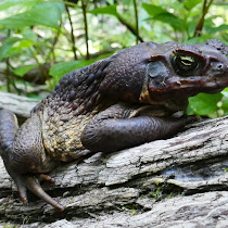 Invasive Species of Australia