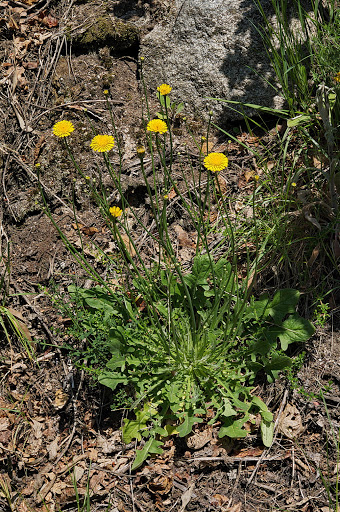 Hypochaeris radicata