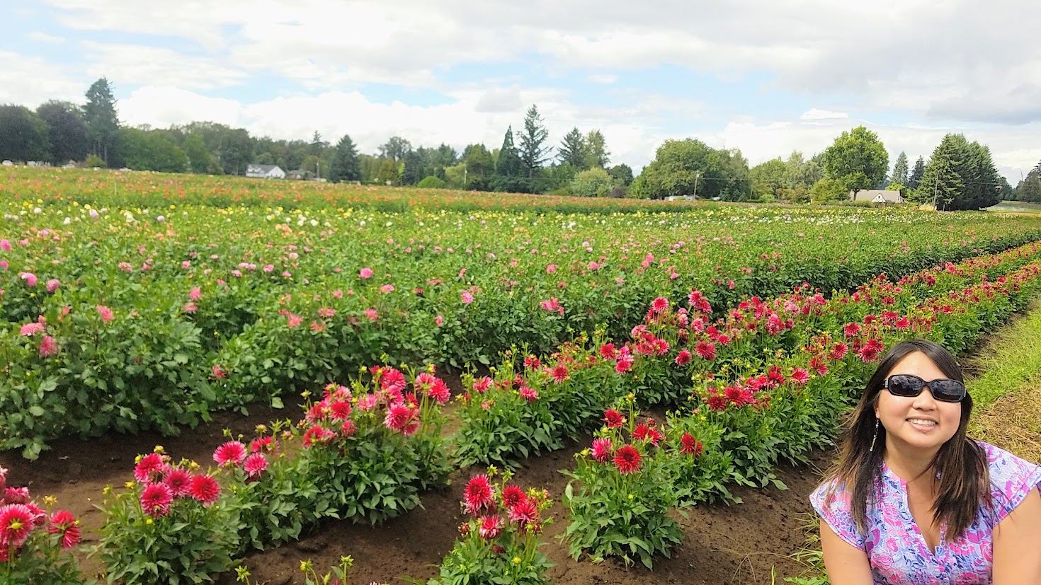 Swan Island Dahlias