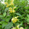 Yellow Archangel