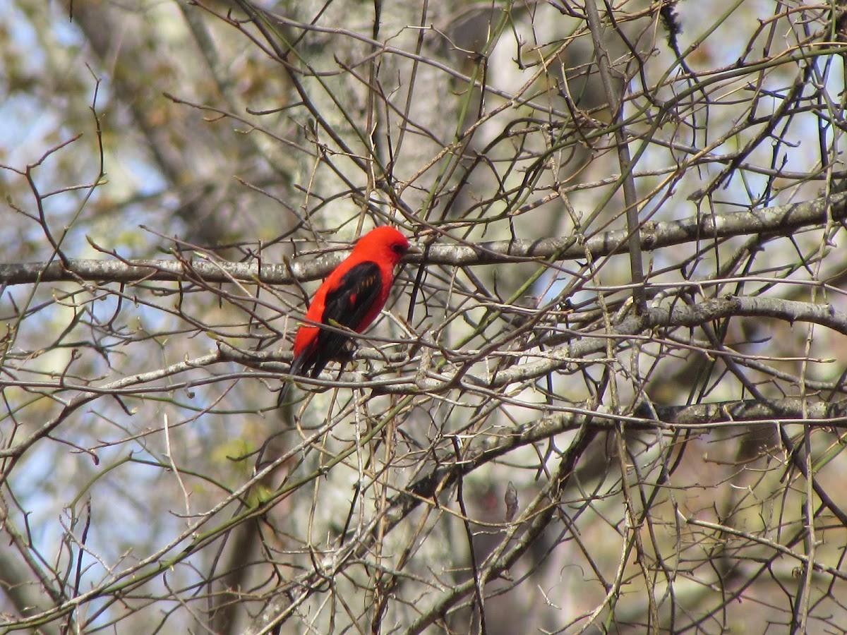 Scarlet Tanager