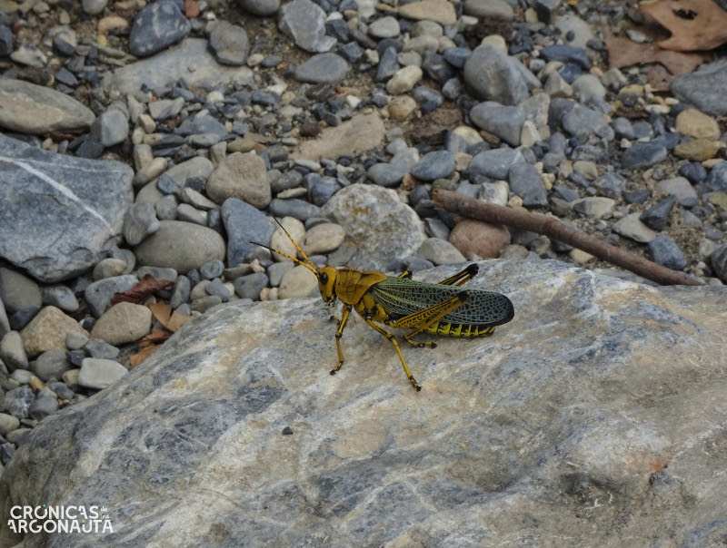 Saltamontes en México