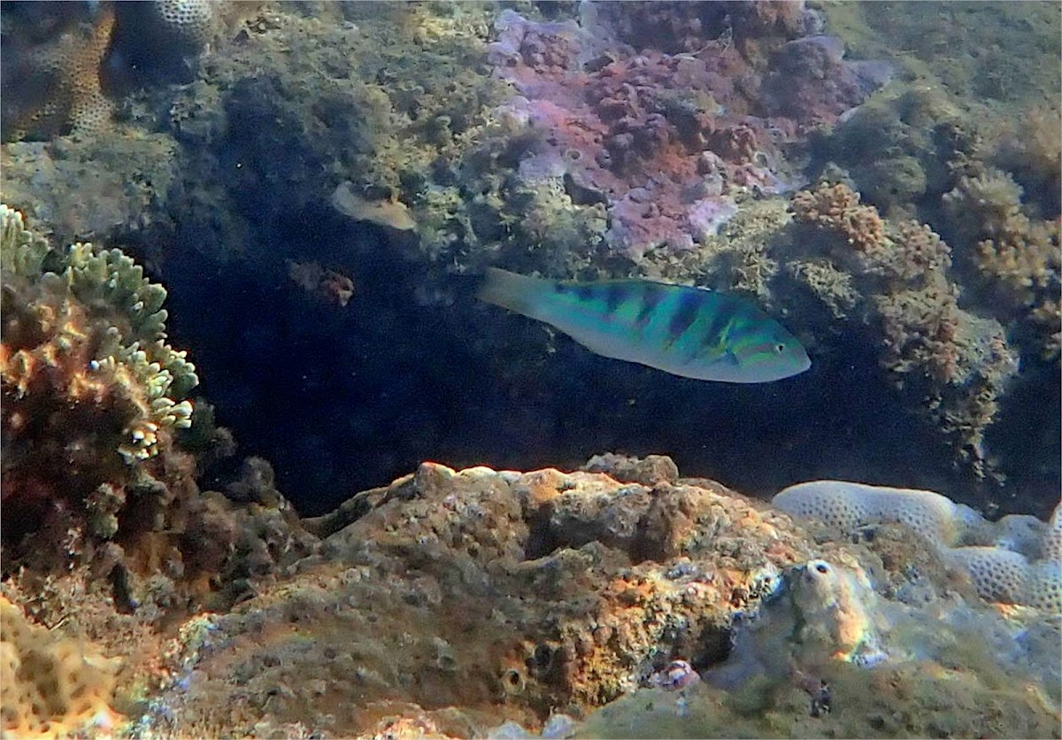 Sixbar Wrasse