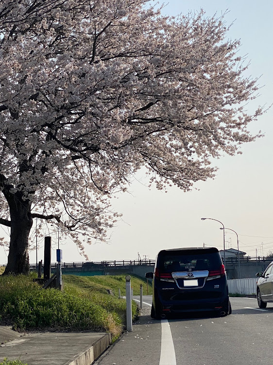 アルファードのドライブ・カメ活・桜コラボ・アルヴェル・エアサスはモテるらしいに関するカスタム事例の投稿画像5枚目