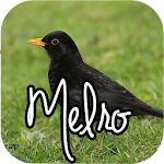 Cover Image of Download Canto de Melro 1.1 APK