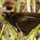 Meadow Brown