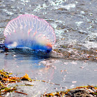 Portuguese Man-o'-War