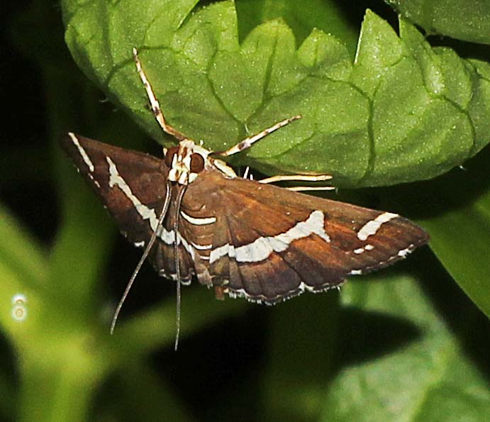 Hawaiian Beet Webworm