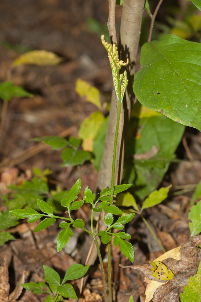 Grape Fern