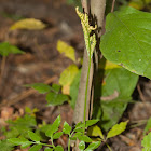 Grape Fern