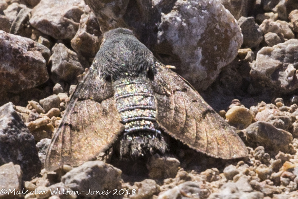 Hummingbird Hawk-moth