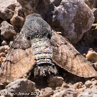 Hummingbird Hawk-moth