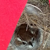 Carolina Wren