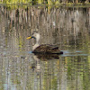 Mottled Duck