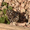 White Checkered-Skipper