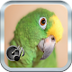 Download Parrot Sound For PC Windows and Mac 1.0.1