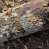 Fluffy Dust Lichen