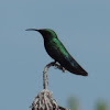 Green-throated Carib